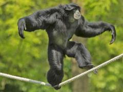 149 BIO PARC DE DOUE LA FONTAINE 5- 2016_000034